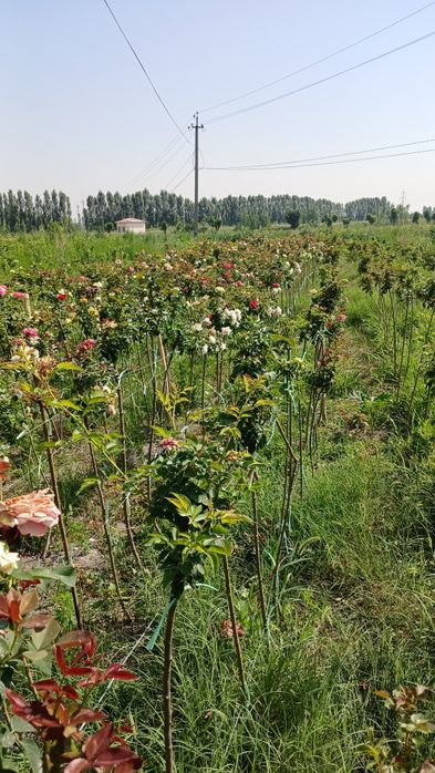 Metropka gul                      .