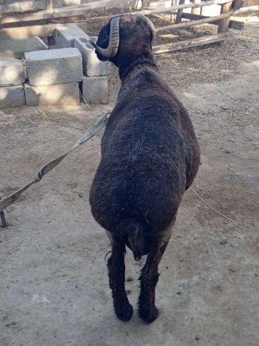 Qoʻchqor sotiladi. Romitan