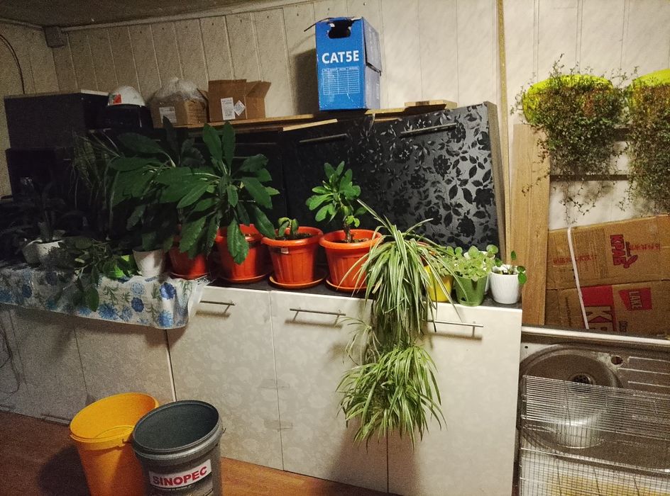 Продам цветы все за 30000 срочно