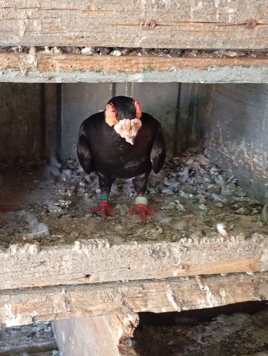 King și Caranulati de Oradea dau la schimb cu alte rase.