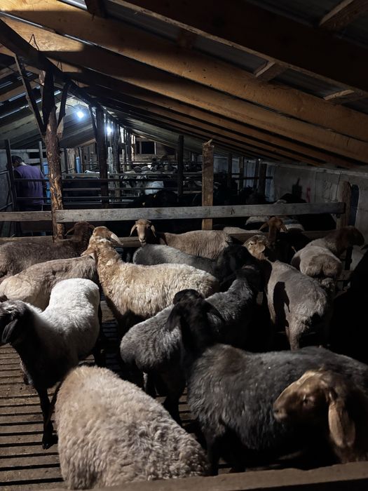 Барашки-баранина / Кой еты