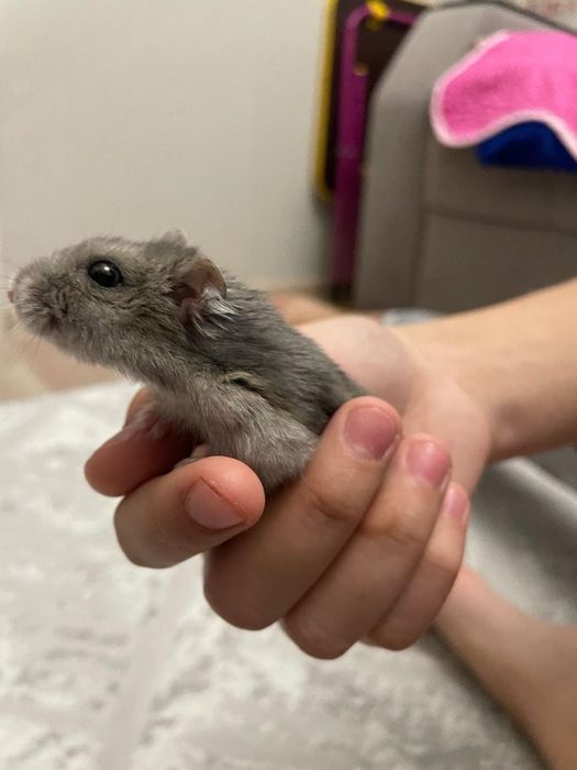 Продам 2 хомяка,2 клетки в подарок