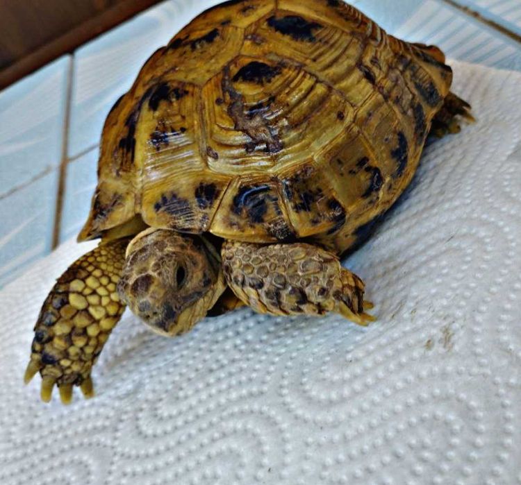 Toshbaqa sotiladiПродается Черепаха Большая!(Toshbaqa sotiladi!)