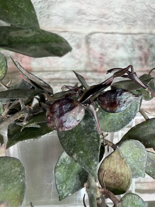 Хойя lacunose Black Leaves