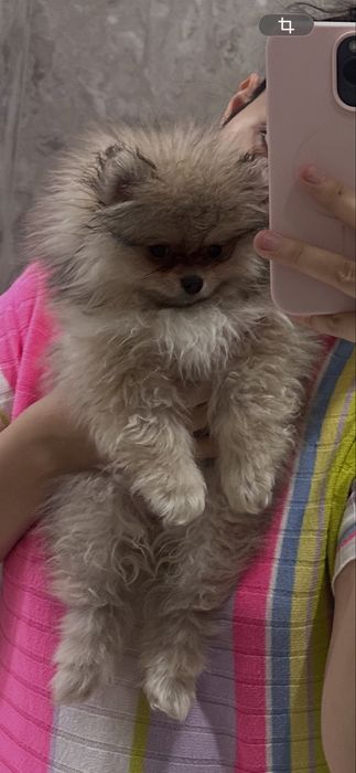 Щпиц щенок 2 мес