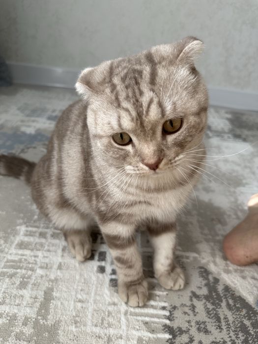 Вислоухий кот продам