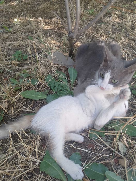 Подарявам коткана една годинка