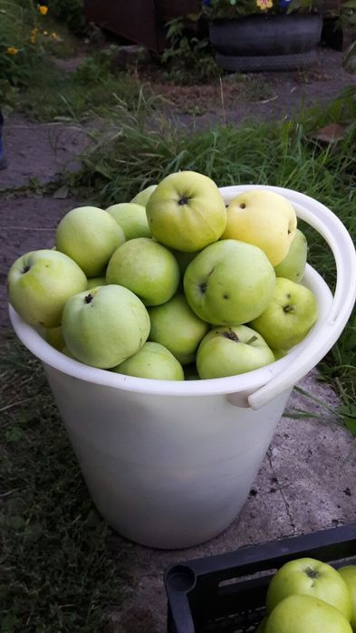 Продам яблони. Яблоки крупные.