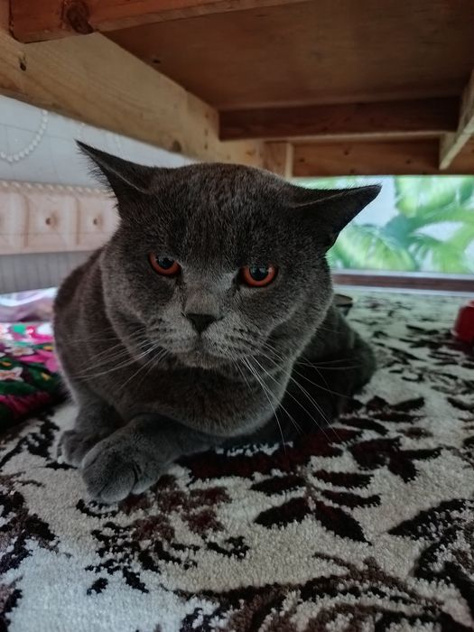 Toza qon Britan 1 yosh o'g'il