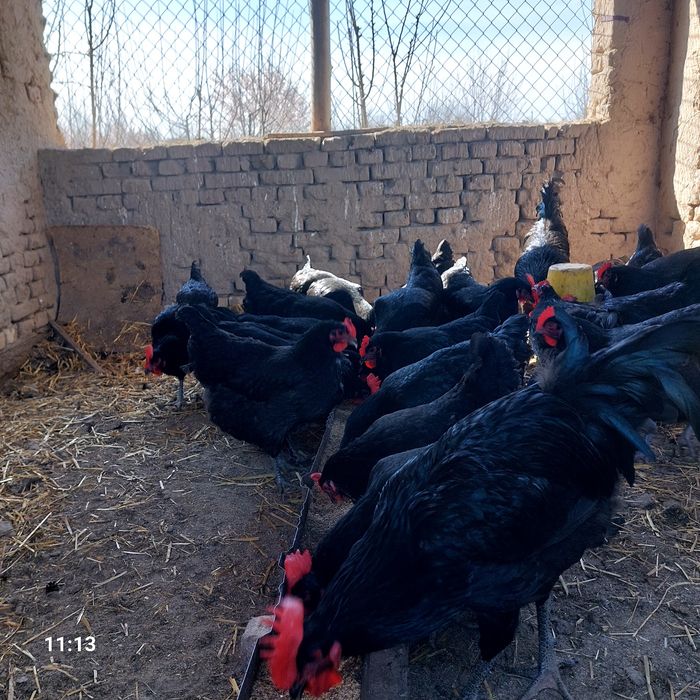 Qora shahzoda  tuxumlari sotiladi.