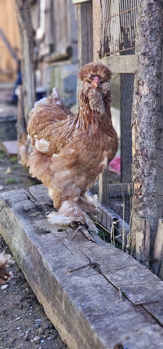 Vând  găini motate păsări