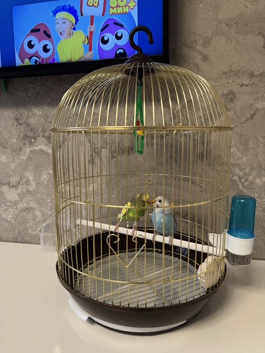 2 попугая + клетка и всё необходимое