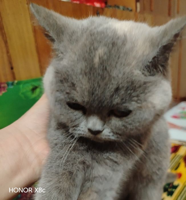 British Shorthair zotdor mushuk