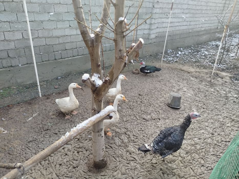 Продаются индюки гуси и утка