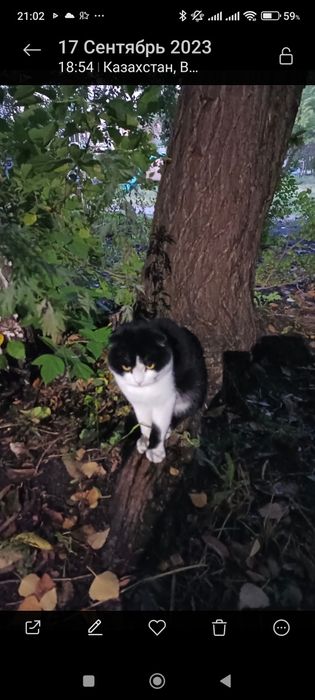 Помогите найти любимца