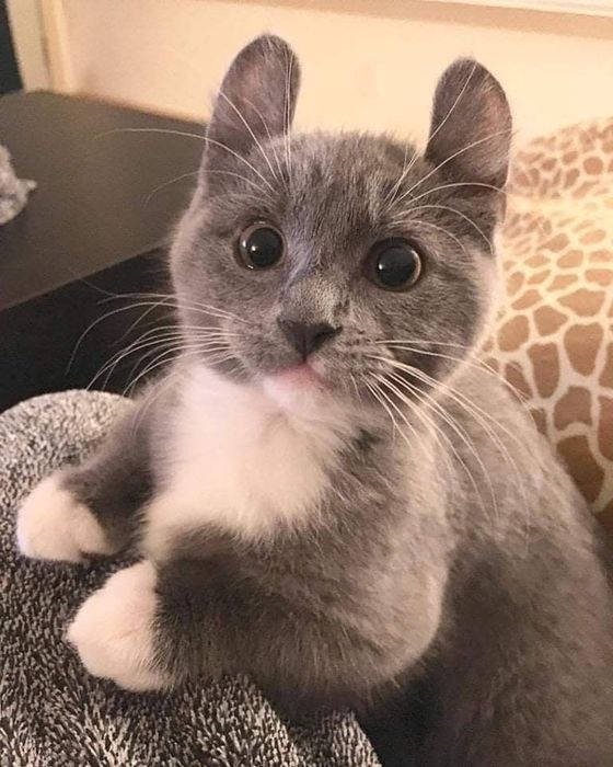 Бесплатно отдам кошку не стерилизованная 9 месяцев