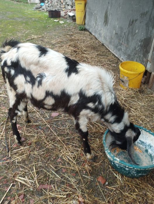 Vind s-au schimb țap Anglonubian