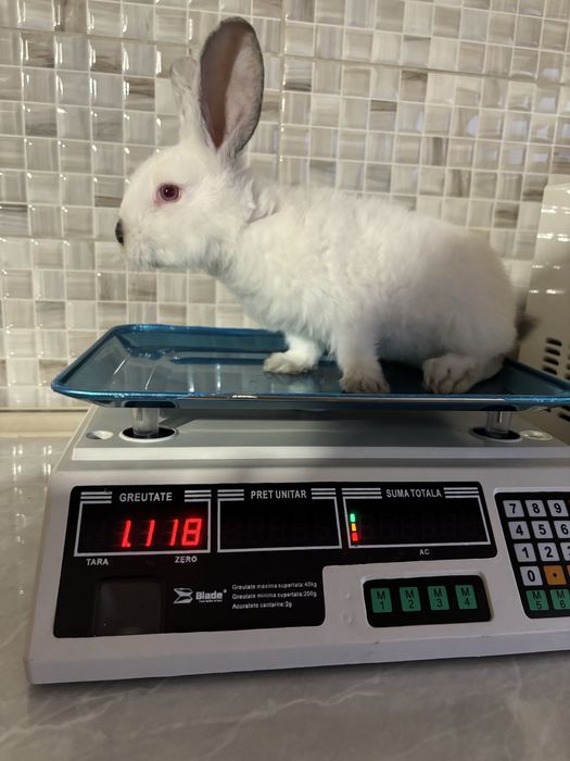 Vând iepuri mici californian+uriaș de transilvania