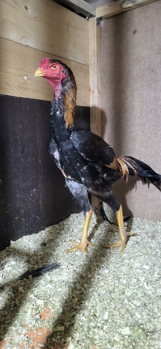 Продам дакана хороших кровей