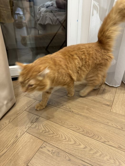 Мейн кун котенок