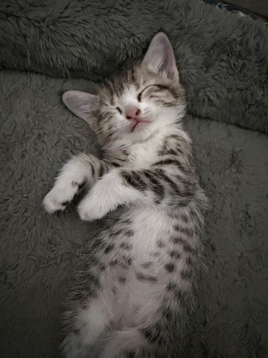 Продам котенка маленький