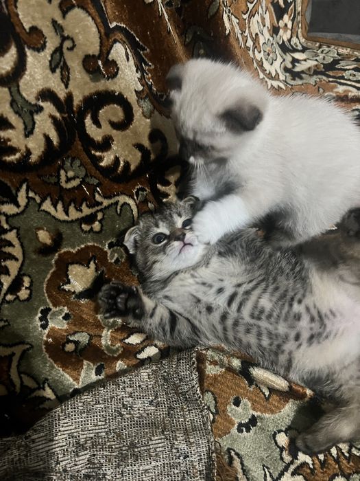 Вислоухие котята