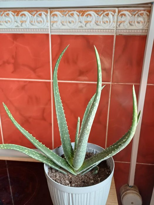 Продам алоэ вера лечебный