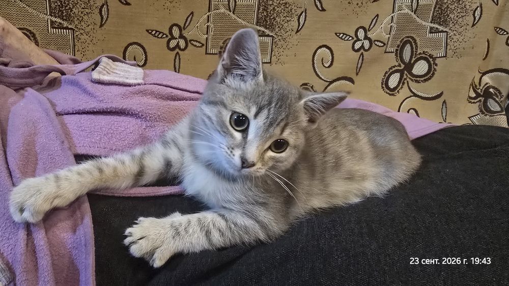 Отдам котёнка - девочка 4 месяца