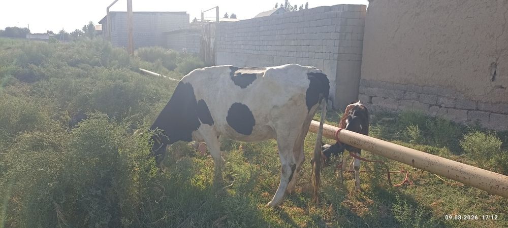 Ona bola sigir sotiladi