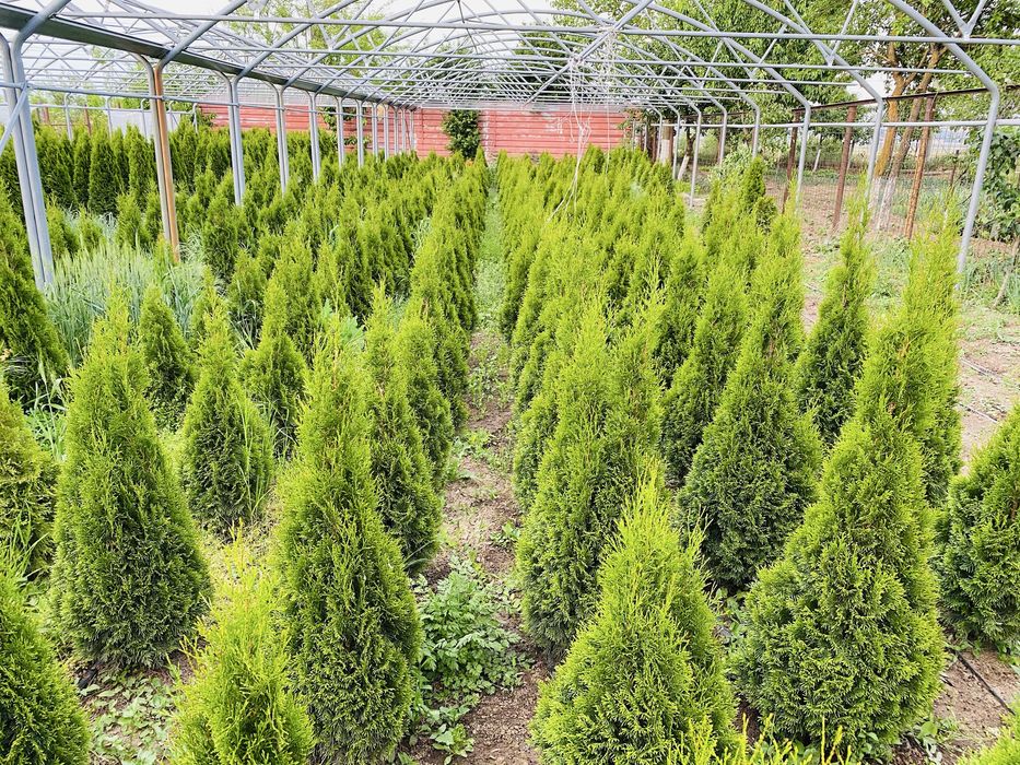 Tuia, plante ornamentale gradina, magnolii, pepiniera Sascut