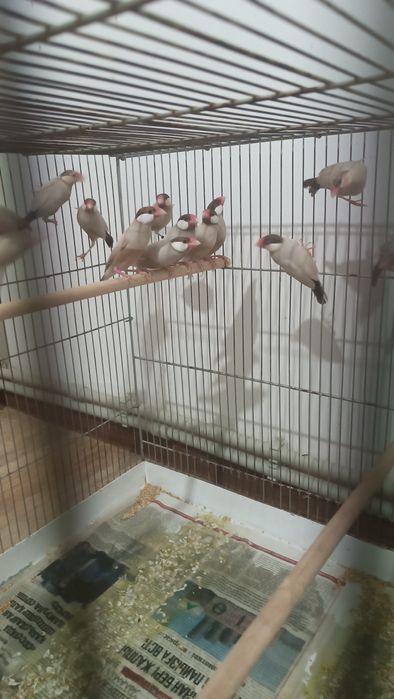 Продам Рисовых Амадин  кофейные