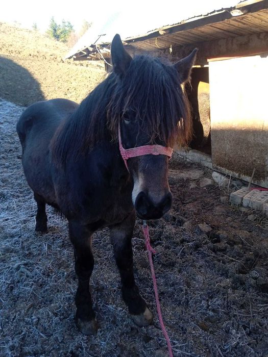 Vand  sau schimb manz