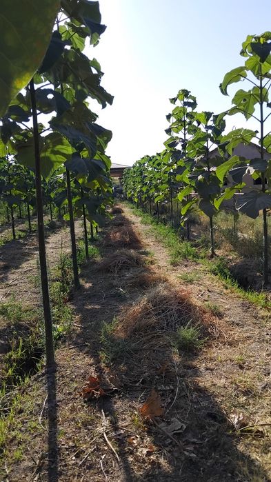 Юкори Чирчикда Уй сотилади