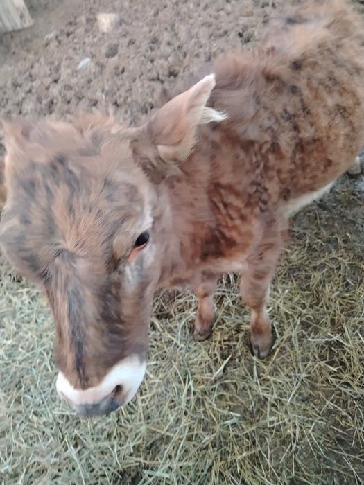 Корова с теленком