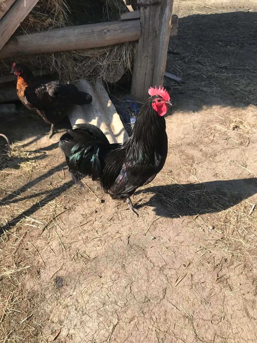 Ratoi ciocolatiu și negru