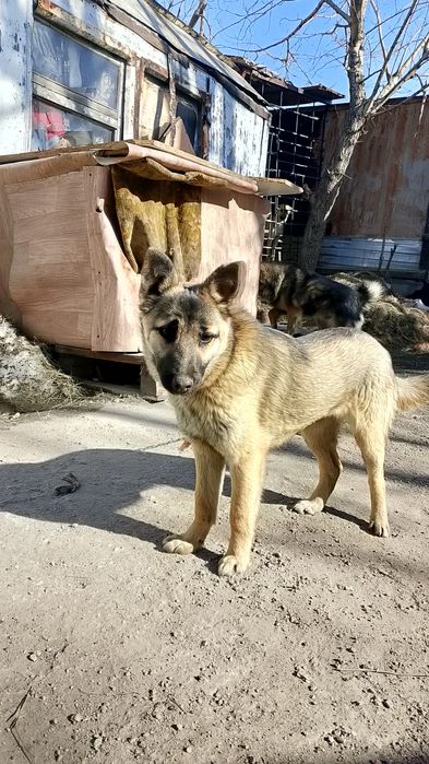 Отдам собаку щенка девачка