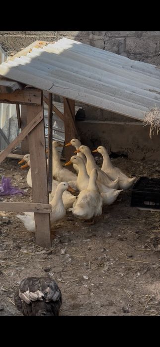 Пекенский уректер сатылады