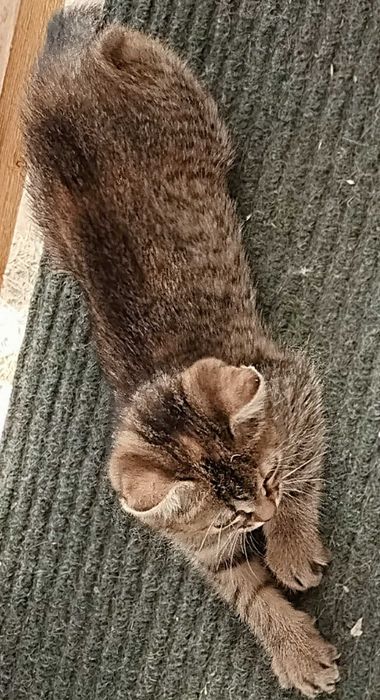 Подарявам котенце