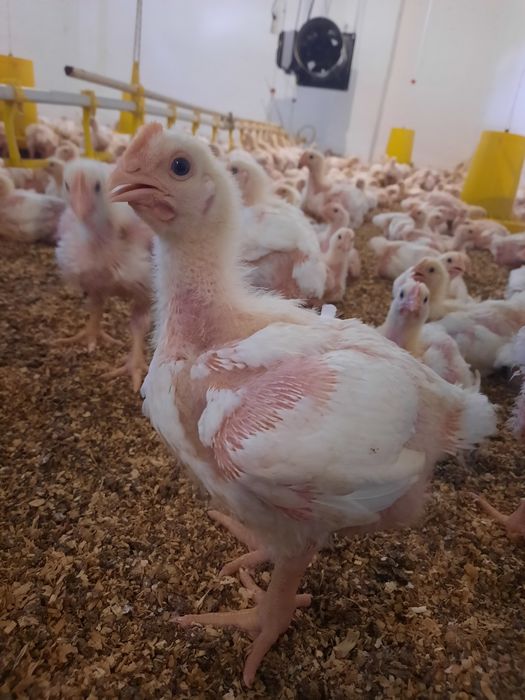 Бройлеры  Росс308