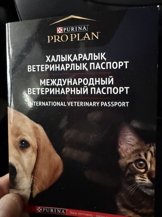 Продам щенков от мамы Хаски