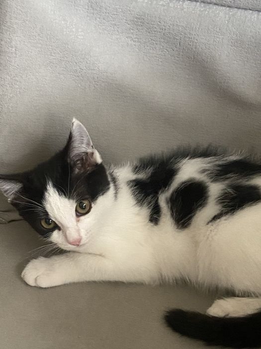 Котенок в добрые руки