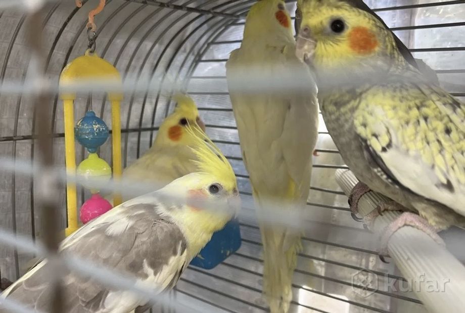 В продаю попугаев карелл