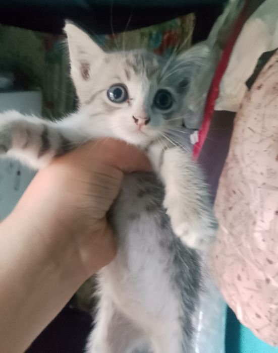 Котята кушают сами очень красивые