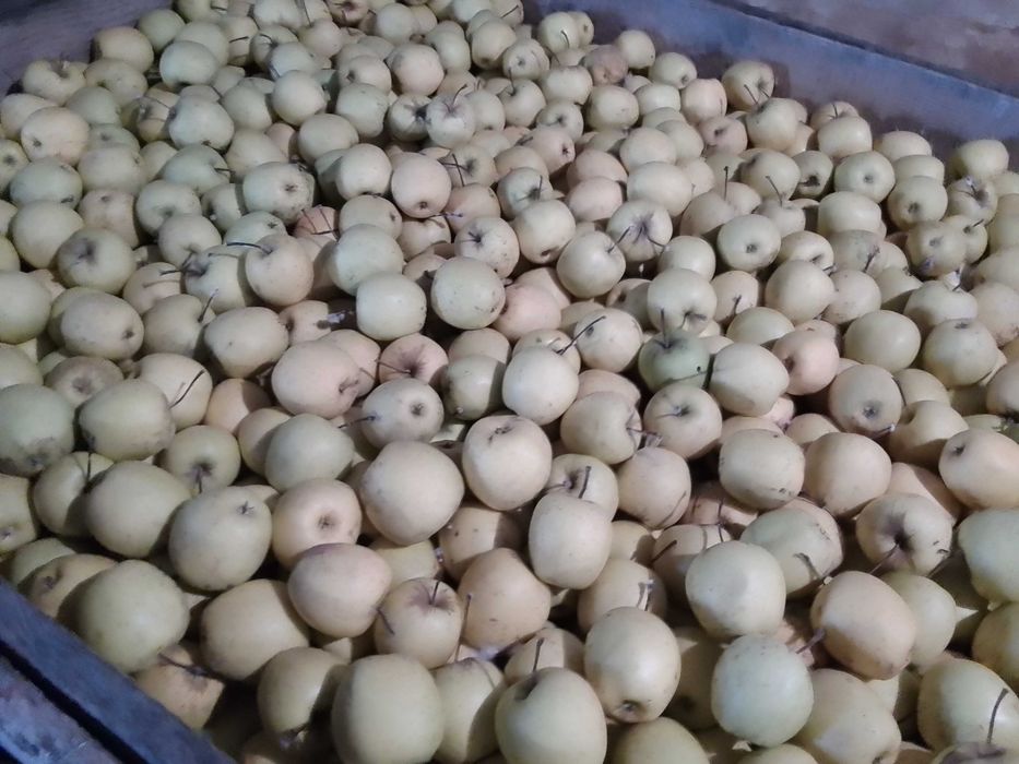 Vând, mere  golden pt industrie (suc, tunica)