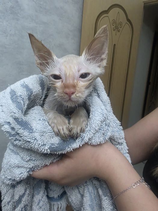 Котёнок  3-4 месяц