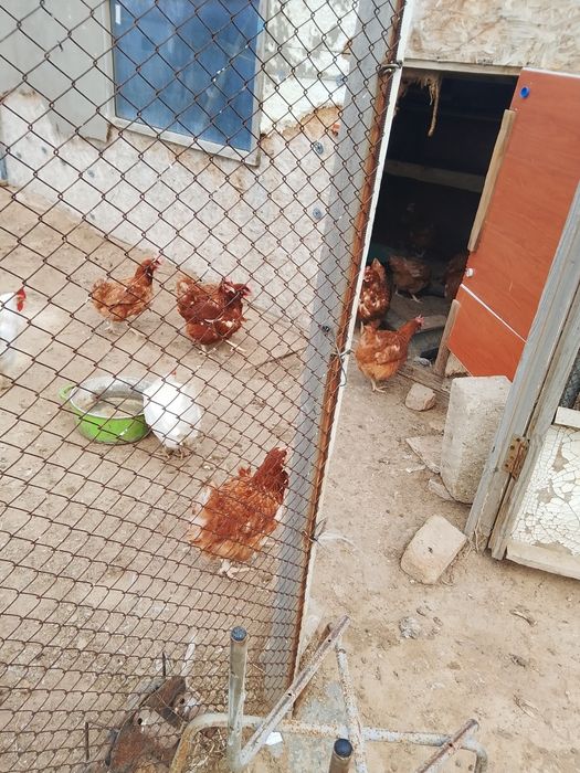 Тауықтар сатылады