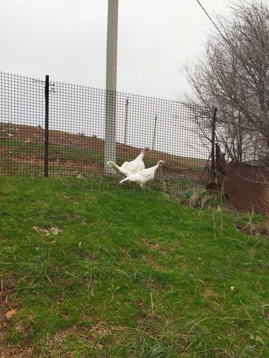 Үндіктер бір пара