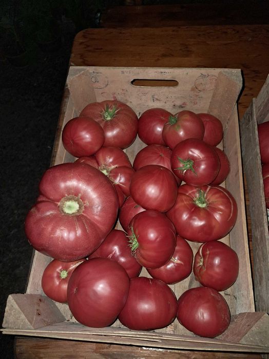 Продавам прясно набрани домати от градина, екологично чисти!!
