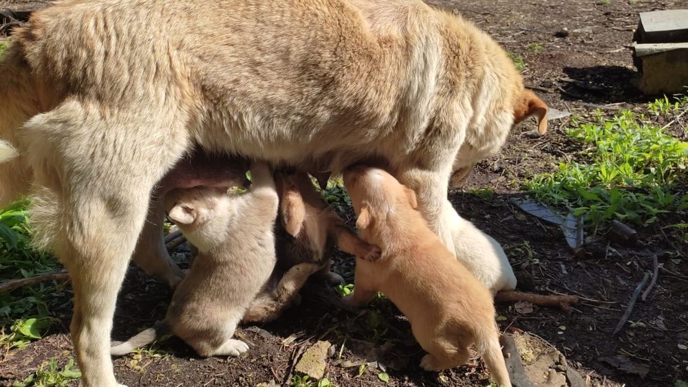 Отдам в добрые руки