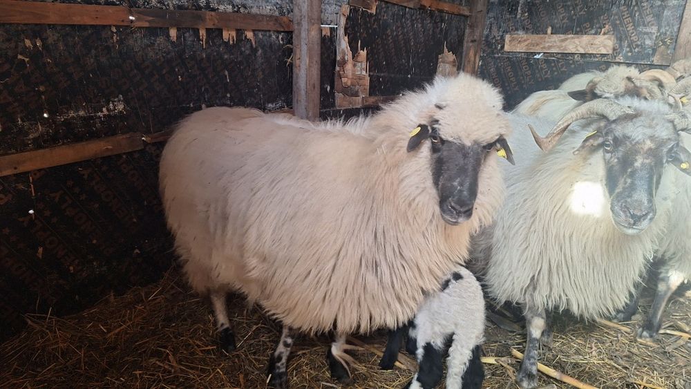 Vând oi breze bine întreținute